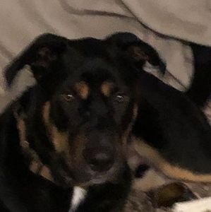 Meet your Posher, Hailey